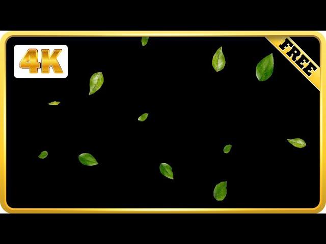 Green Leaves Falling Black Screen video loops