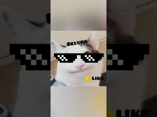 Beluga vs hecker