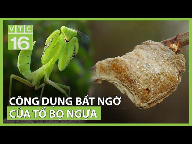 Tổ bọ ngựa - vị thuốc "vàng" cho cả nam và nữ | VTC16