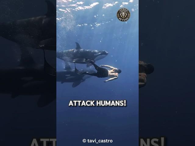 Why Orcas DON`T Attack Humans!