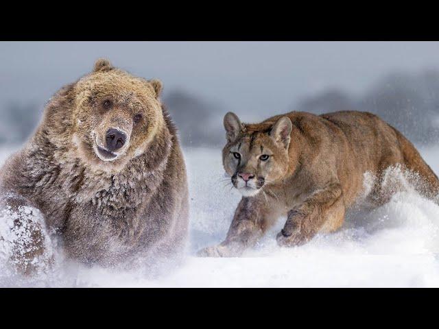 Even Bears don't mess with this Predator! Puma — Hot-tempered mistress of the mountains!