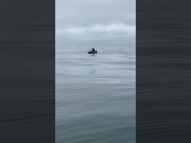 About a 20 footer Great white shark circling me on my kayak! Yikes!