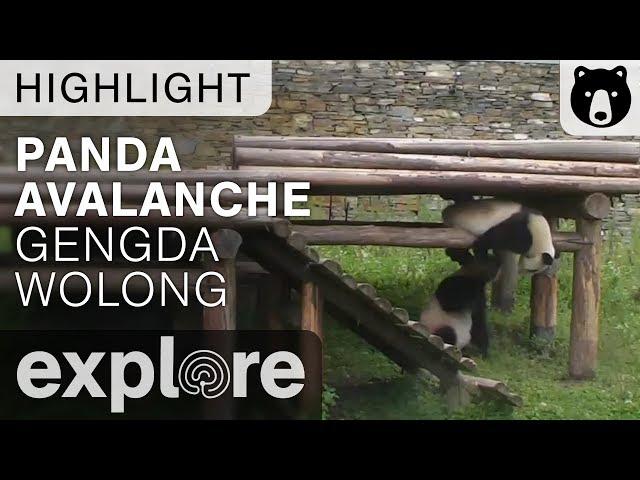 Panda Avalanche - Gengda Wolong Center - Live Cam Highlight