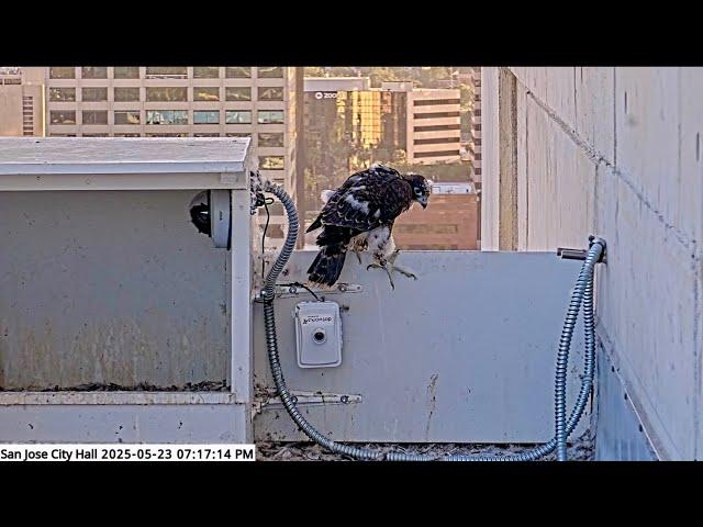 San Jose CH Falcons 🪶 MILESTONE  Blue Willow Explores World from Nest Board ️ 2025 May 23