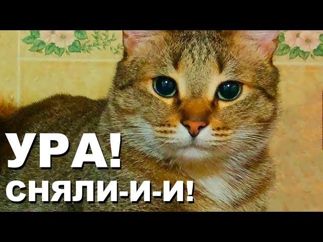 Кот Василий. СЧАСТЛИВЫЙ ДЕНЬ!