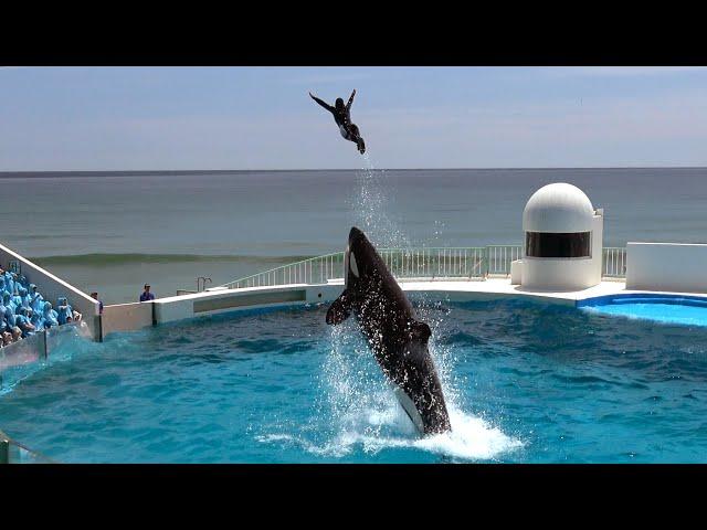 Kamogawa Sea World Orca Performance【4K】