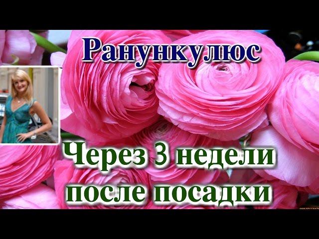 РАНУНКУЛЮС (ЛЮТИК). ЧЕРЕЗ 3 НЕДЕЛИ ПОСЛЕ ПОСАДКИ