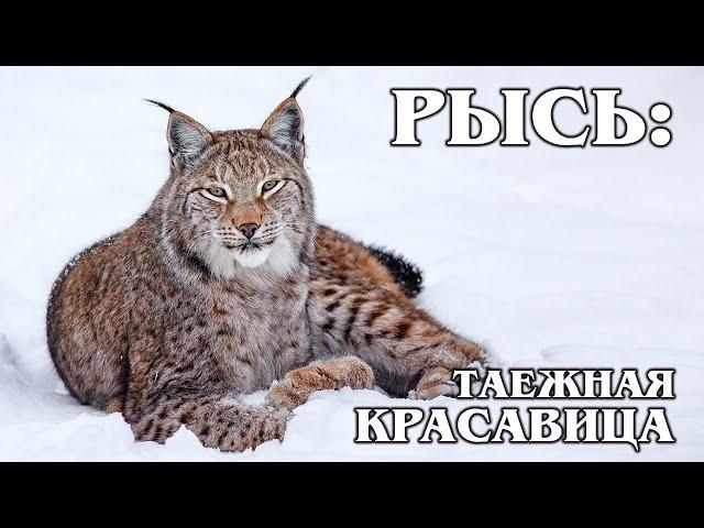 EURASIAN (COMMON) LYNX: The best taiga hunter does not like foxes. Interesting facts about animals