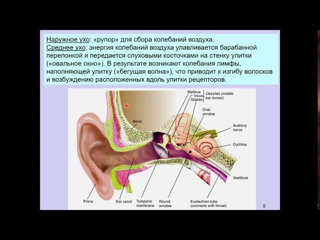 Дубынин В. А. - Физиология сенсорных и двигательных систем - Слуховая система мозга. Среднее ухо