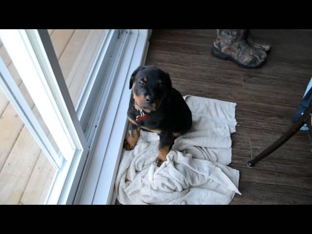 9 weeks old Baby rottweiler learning good manners