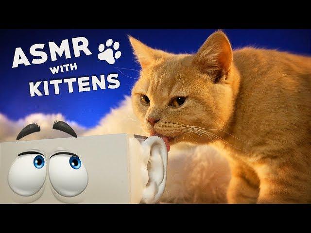 ASMR with KITTENS  Ear to Ear Purring, Goodie Smacking, Fur Grooming