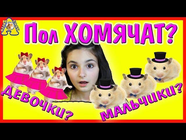 ОПРЕДЕЛЯЮ ПОЛ ХОМЯЧАТ Elli / КАК ОПРЕДЕЛИТЬ ПОЛ ХОМЯКА? КАКИЕ ХОМКИ МАЛЬЧИКИ И ДЕВОЧКИ? АЛИСА ИЗИ