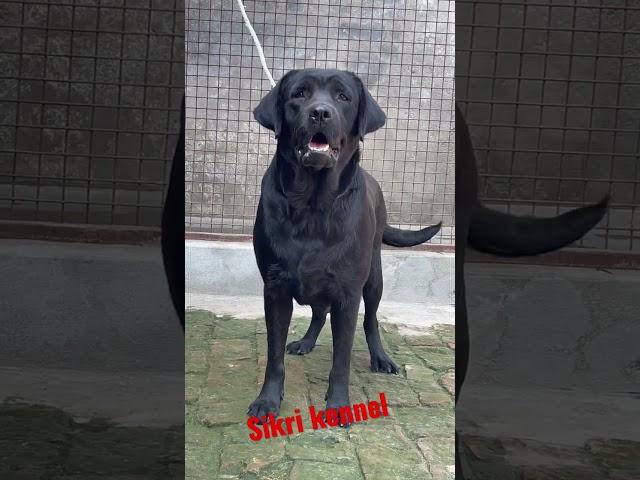 Black july of sikri kennel #lab #labradorlove #labrador #puppy #love #dog #beauty #shorts #trending