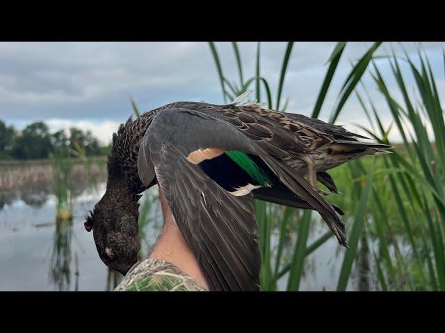 Public land teal Hunting!!!! (Iowa)