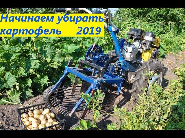 УБОРКА РАННЕГО КАРТОФЕЛЯ 2019 МОТОБЛОКОПОЕЗДОМ