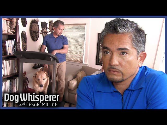 Can Cesar Tame Angry Dogs With Exercise? | Dog Whisperer With Cesar Millan