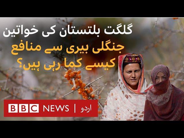 Gilgit-Baltistan- Sea buckthorn farming provides women a business opportunity ********* - BBC URDU