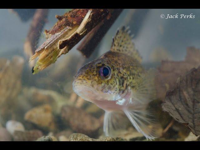 Ruffe (Gymnocephalus cernua) Underwater UK