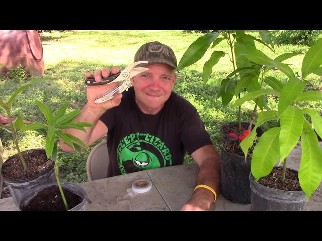 Grafting a Haden Mango Tree