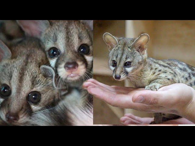 genet as pet 