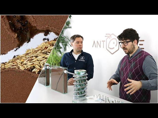 ANTSTORE Conversation with Christopher Lauer about Messor barbarus 