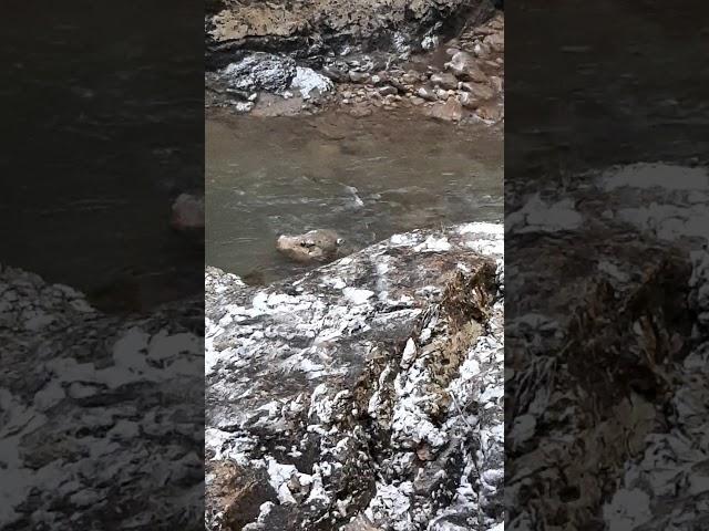 Анаконда в речке )