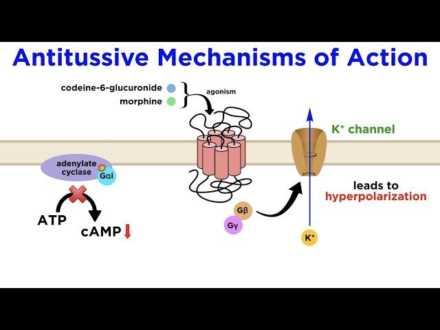 Antitussives: Halting the Coughing Reflex (Codeine, Dextromethorphan, Tessalon)