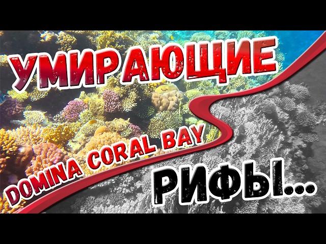 Египет - Шарм-эль-Шейх | DOMINA CORAL BAY | Умирающий риф Harem | РЕСТОРАН SPICES - ОБЗОР УЖИНА