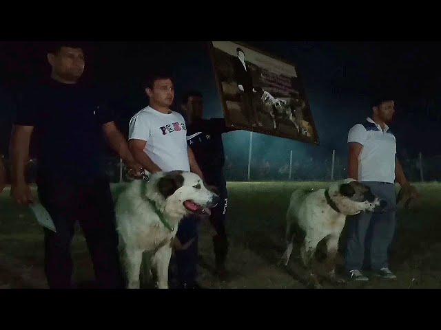 ночной Турнир Тест Испытаний под Ашхабадом Ге́к - Депе Central Asian Work Test Champions Dogs Alabai