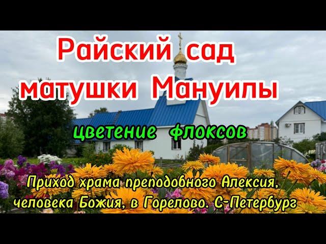 Райский сад матушки Мануилы. Цветение флоксов.