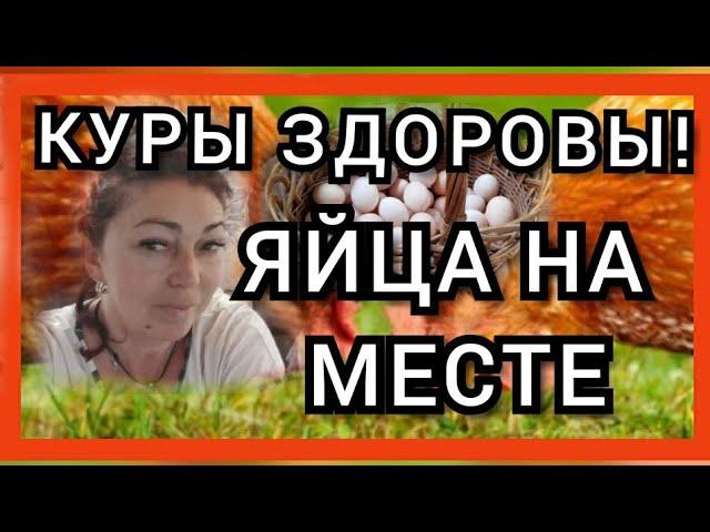 Народное Средство для Иммунитета Кур Несушек, Цыплят,Бройлеров//Добавка в Корм для Здоровья Кур!