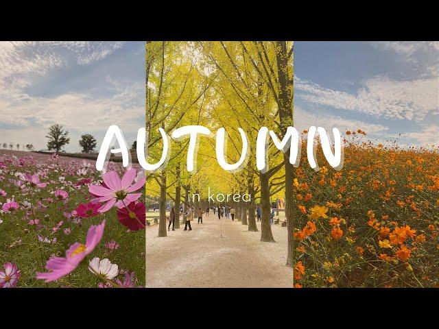 Autumn in Korea | Nami Island | Cosmos Flowers | South Korea | 한국의 가을 | 남이섬 | 코스모스 꽃 | 종합행사장