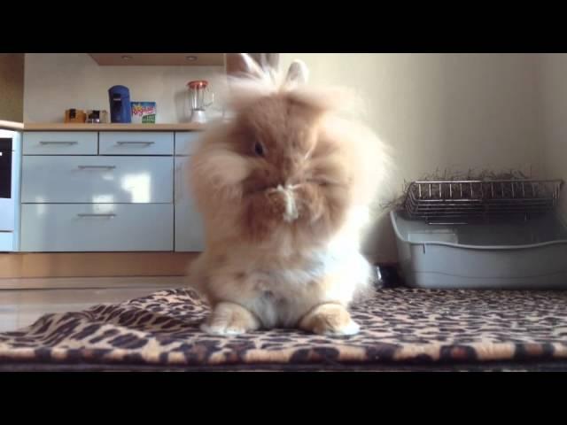 Cookie - Funny Lionhead Bunny