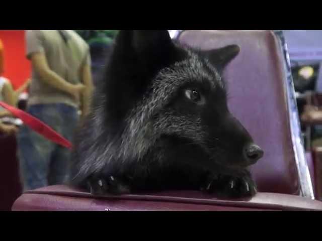 Rare Black Fox