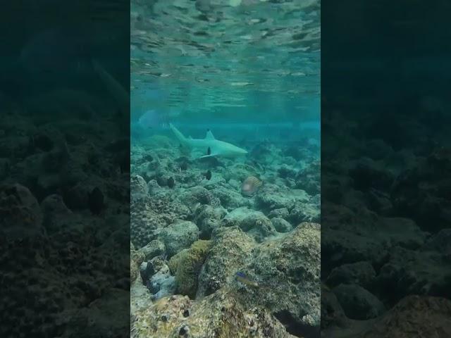 Акула - мелкая и симпатичная #maldives #travel #gopro