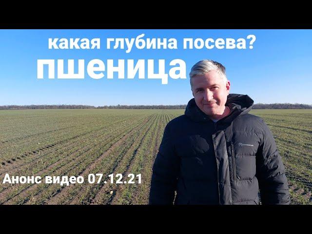 Озимая пшеница- глубина посева- урожайность?