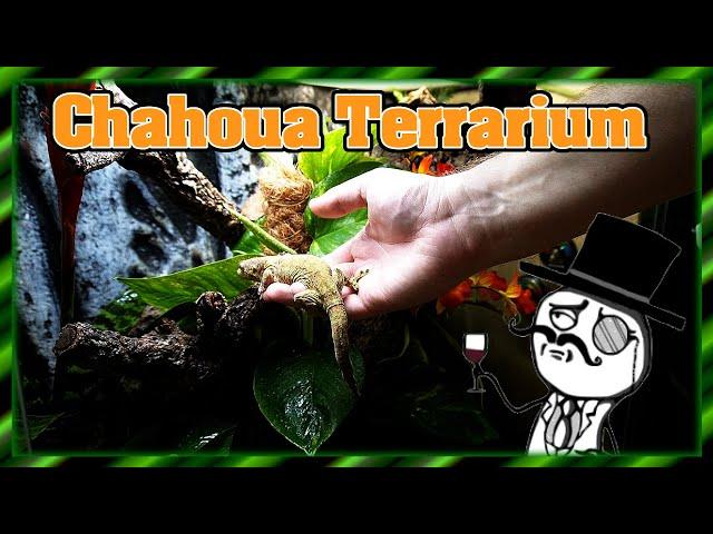 Terrarium einrichten | Mniarogekko chahoua