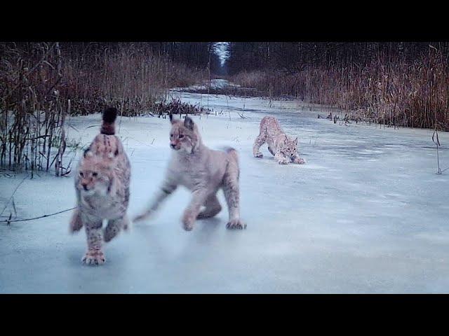 Lynx kittens playing on ice