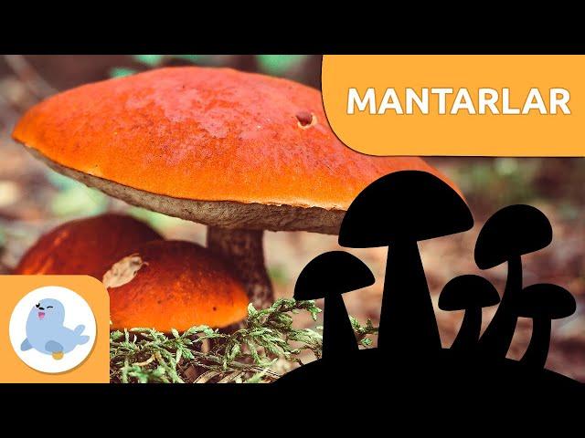 Mantarlar nelerdir? - Çocuklar için Mantar Krallığı