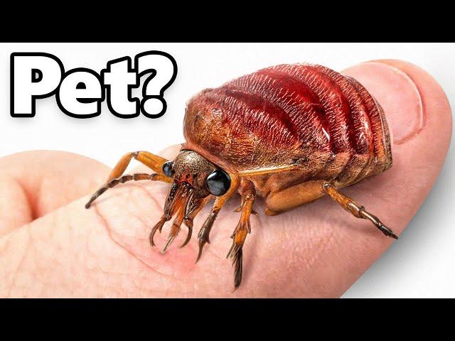 I Got Pet Bed Bugs (yes, really)