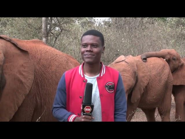 Adorable Baby Elephant Interrupts Reporter's Piece to Camera