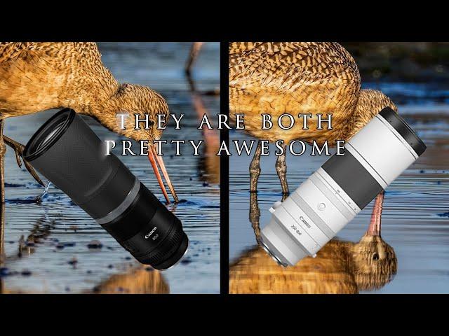 Comparing Canon's 800mm f/11 IS STM & 200-800mm f/6.3-9 IS USM Lenses on the R7 in morning light! 