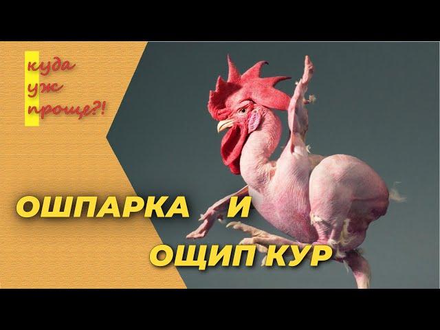 Как быстро и просто ощипать кур, ошпарка перед ощипом, правильный ощип кур