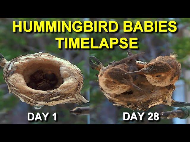 Allen's Hummingbird Babies from Hatching to Fledging the Nest