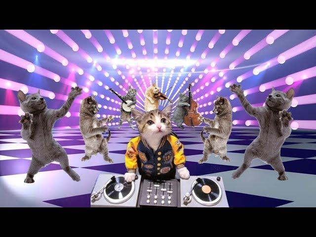 Смешные Танцующие Коты Кошки ДО СЛЁЗ Приколы с котами Cats Dancing