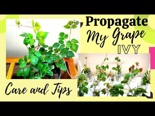 HOW TO PROPAGATE  GRAPE IVY | CARE & TIPS | ZENith BEE