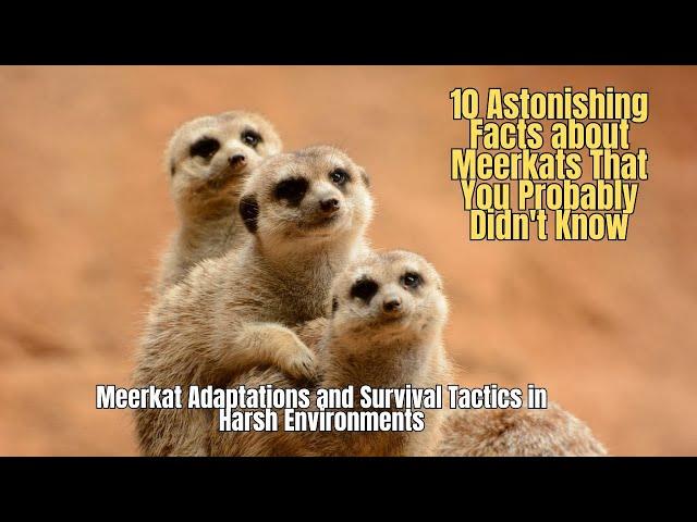 10 Amazing Facts about Meerkats ️ Meerkat Adaptations and Survival Tactics in Harsh Environments