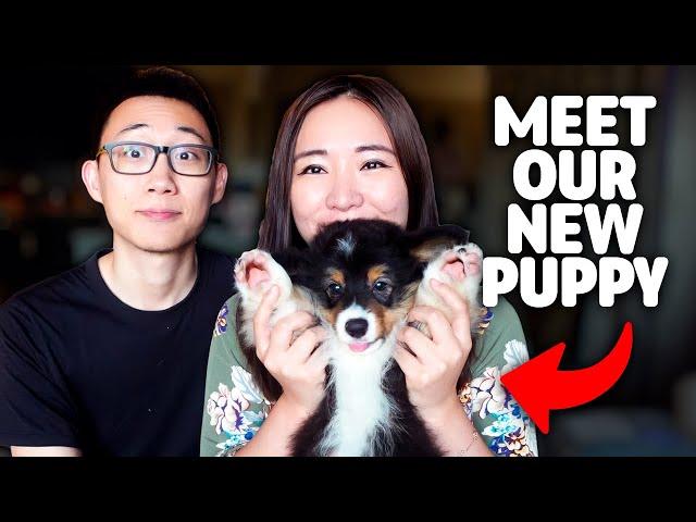 first week with a new puppy! (pembroke fluffy corgi) emilyywang