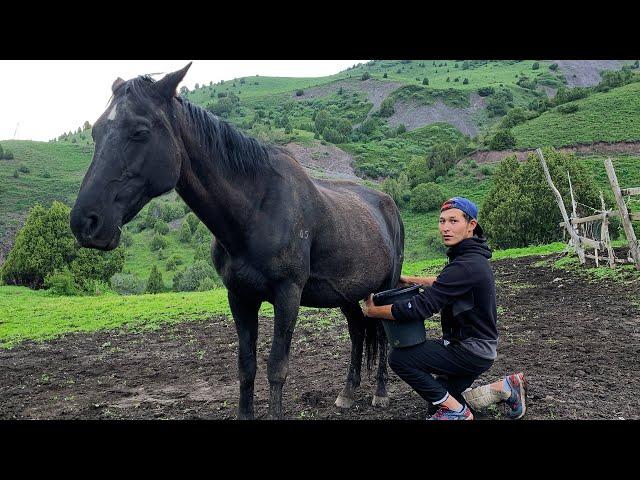 Drink Horse Milk And Cooking Kuurdak From Lamb In The Mountains