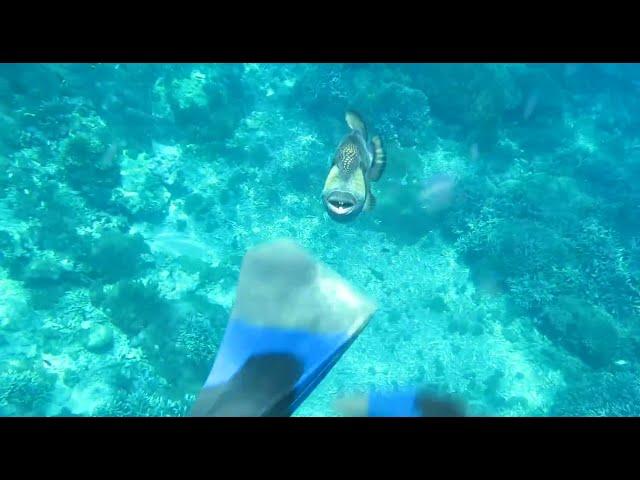 Titan trigger fish attack